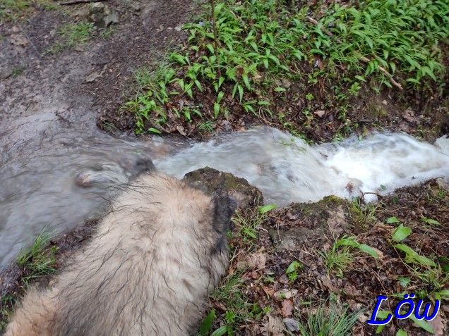 14.4.2023 -  Entlastungs Wasserfall